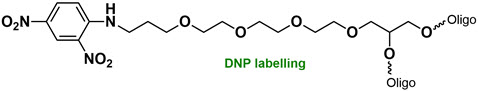 Bio-Synthesis Inc. Oligo Structure